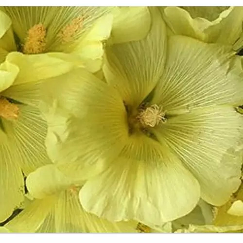 گل ختمی زرد درجه یک50گرمی