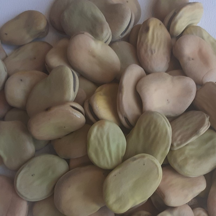 باقلا خشک محصولات خانگی و درجه یک شیوا