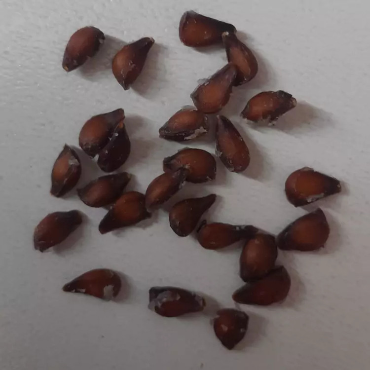 به دانه 250 گرمی اعلا