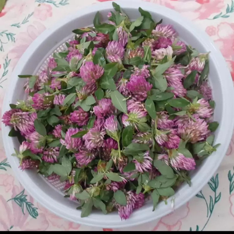 شبدر قرمز خشک 50گرمی مخصوص دم نوش تازه و تمیز