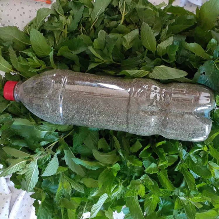 نعنا فلفلی 100گرمی پودر شده مناسب ماست و سالاد محصولات خانگی و درجه یک شیوا
