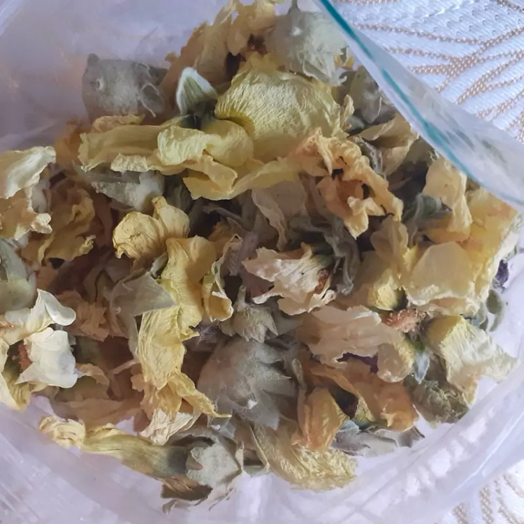گل ختمی زرد درجه 1