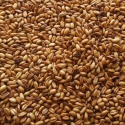 گندم بوداده ی ترد و برشته ی قورقا نیم کیلو یی محصولات خانگی و درجه یک شیوا