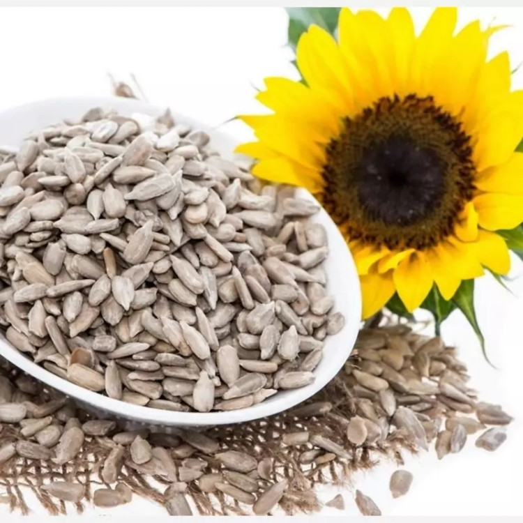 مغز تخمه آفتاب گردان نیم کیلو
