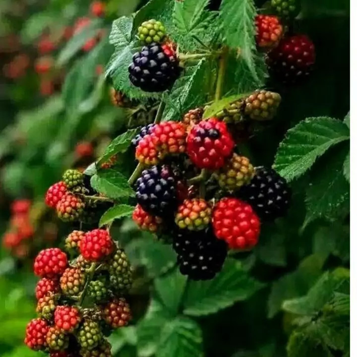 مربای تمشک جنگلی محصولات خانگی و درجه ی یک شیوا