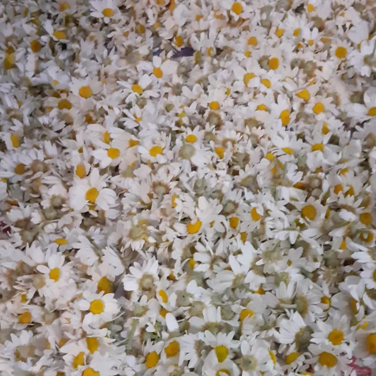 بابونه چشم گاوی تلخ امسالی با کیفیت عالی 100 گرمی